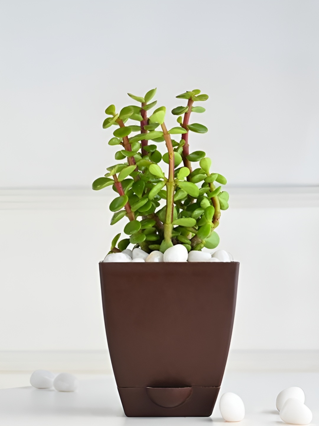 

Floweraura Green Jade Live Indoor Plant With Pot