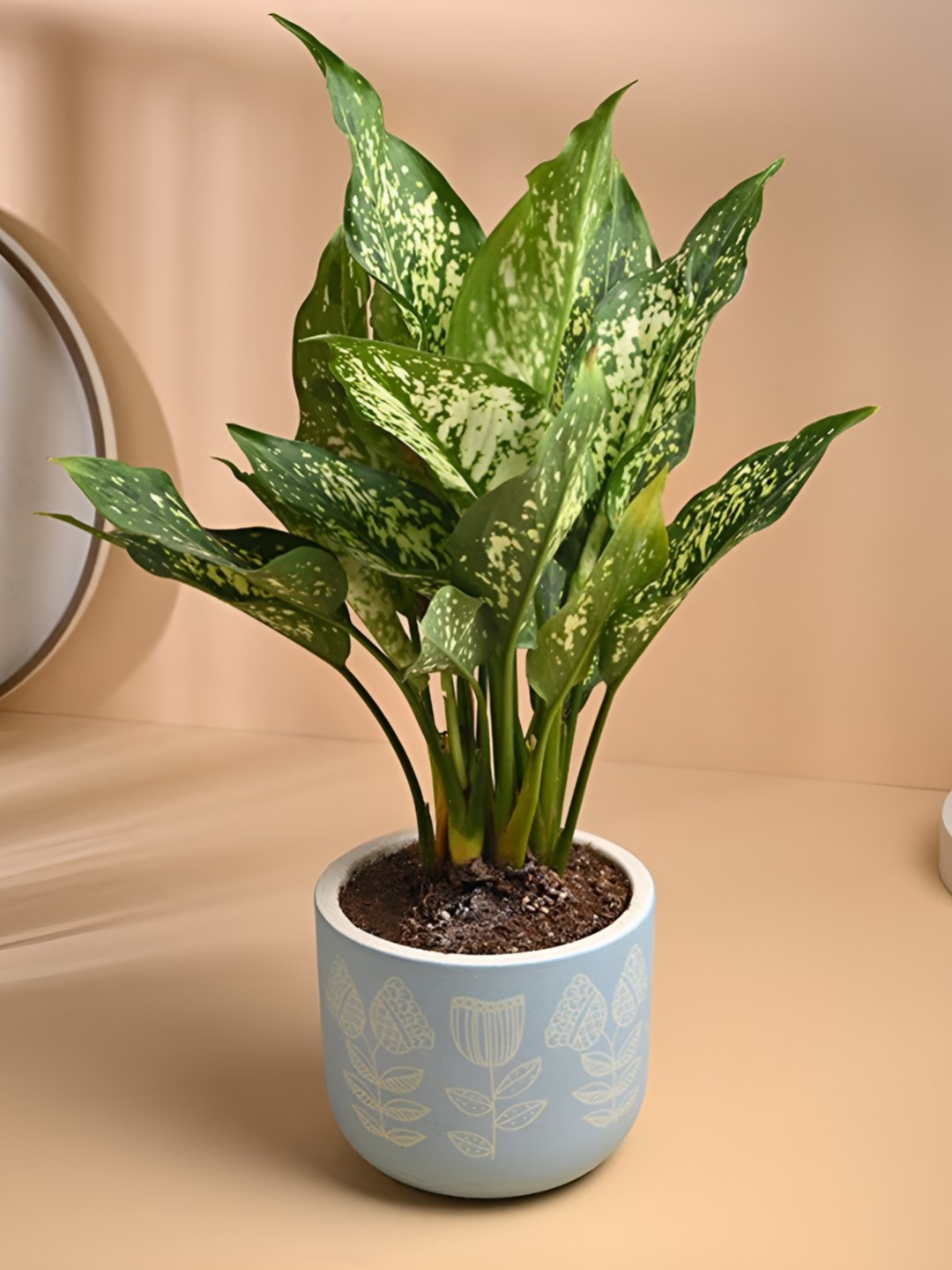 

Floweraura Green & White Aglaonema In Blue Designer Terracotta Pot