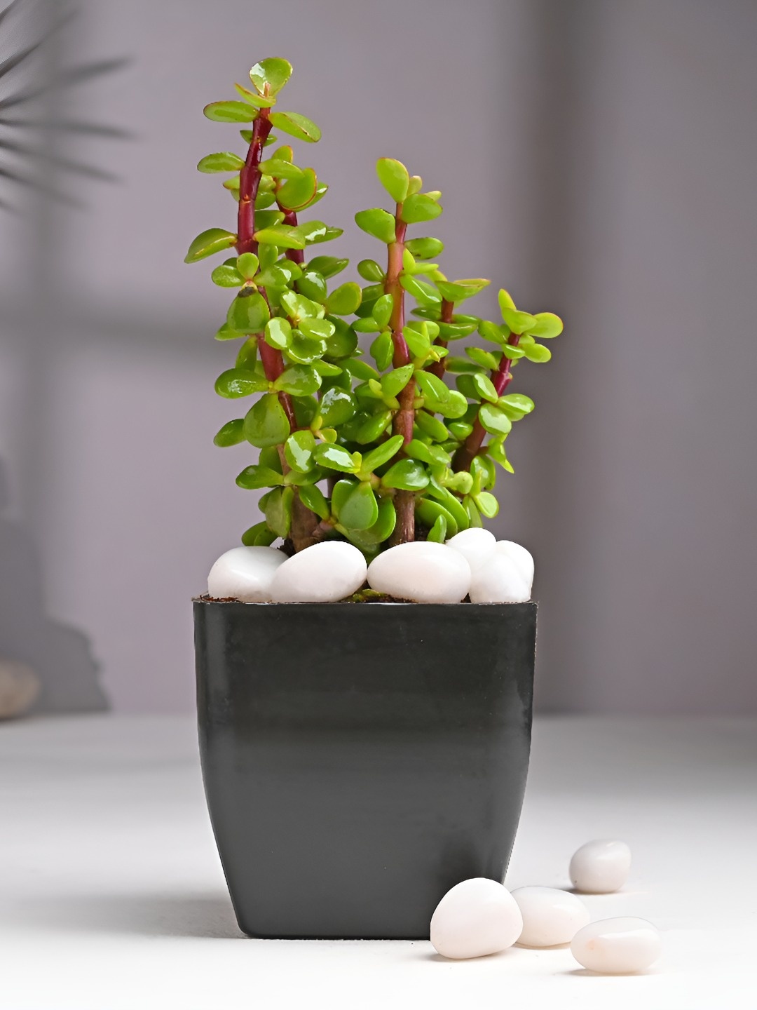 

Floweraura Green Indoor Good Luck Jade Live Plant With Pot 9.9 cm