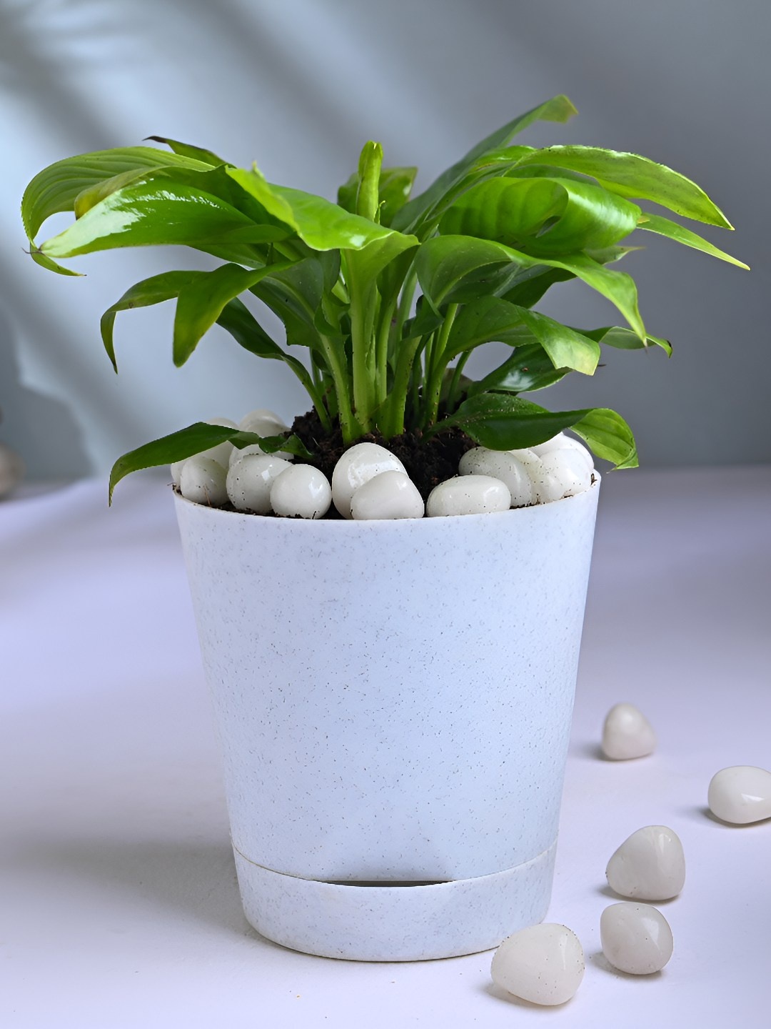 

Floweraura Green Tranquil Peace Lily Indoor Plant With Pot