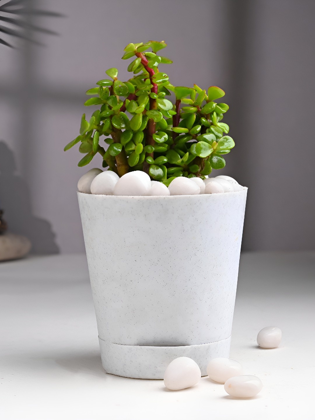 

Floweraura Green and White Good Luck Jade Live Indoor Plant With Tapper Pot