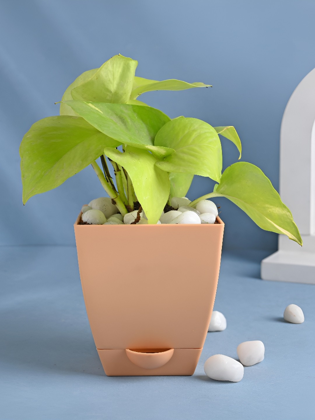

Floweraura Green and Beige Good Luck Golden Money Live Indoor Plant