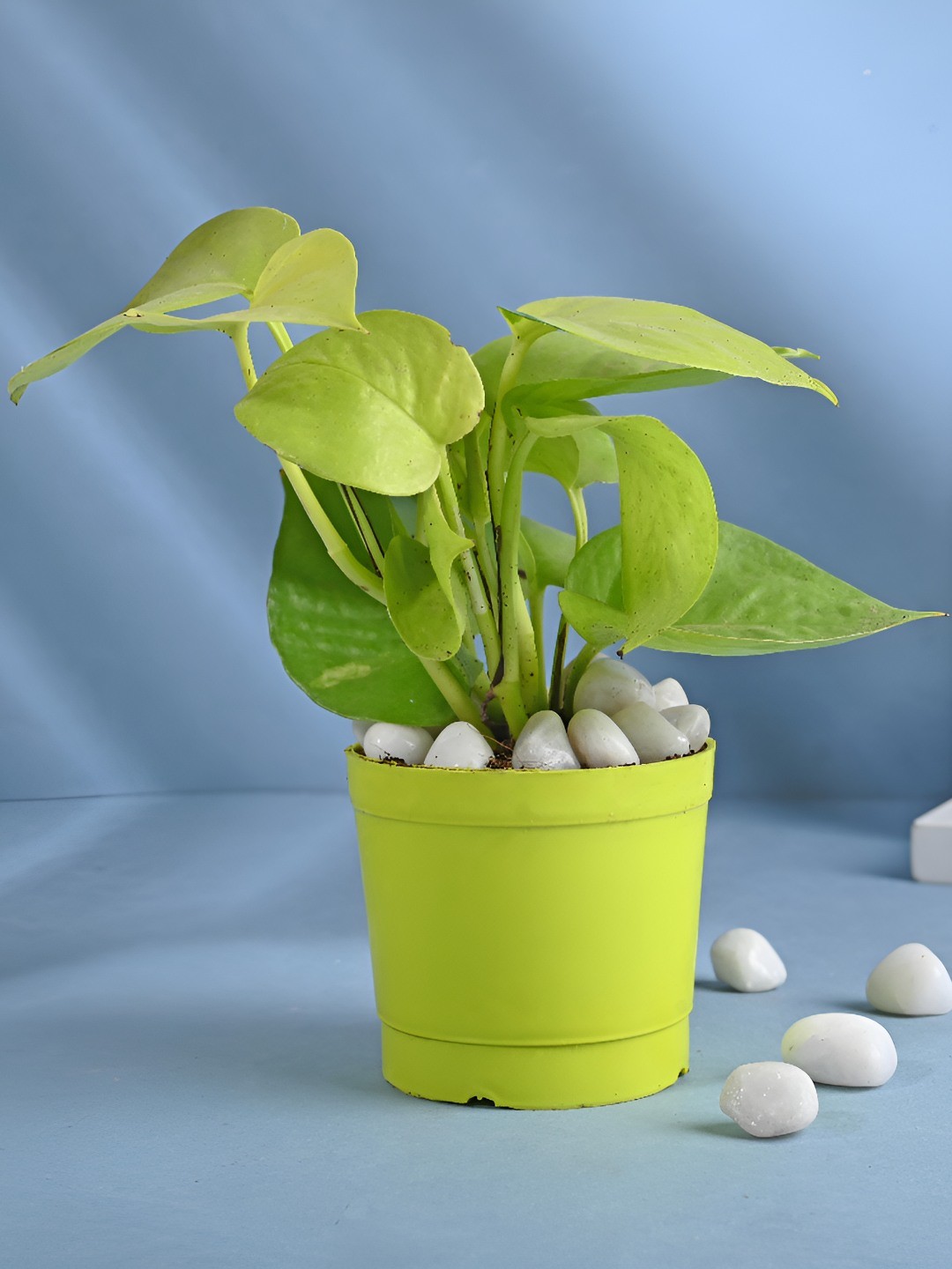 

Floweraura Green Golden Money Plant In Green Circular Plastic Pot