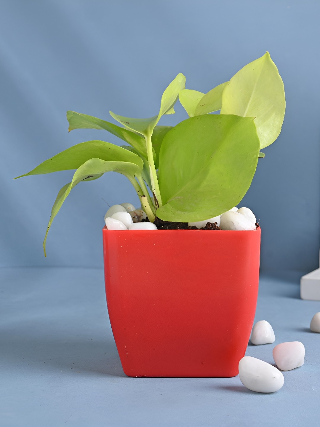 

Floweraura Green & Red Good Luck Money Live Indoor Plant With Pot