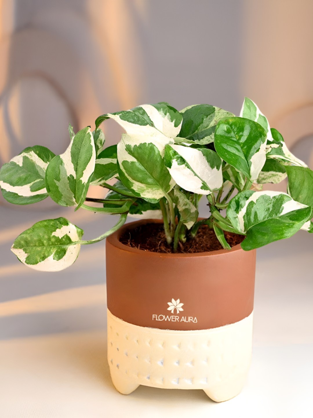 

Floweraura Green and Brown Indoor White Pothos Plant With Terracotta Pot
