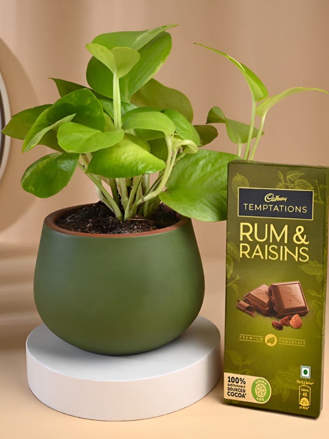 

Floweraura Chocolate With Money Plant, Red