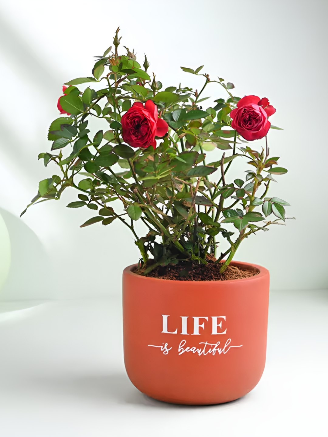 

Floweraura Rose & Green Indoor Rose Live Plant With Terracotta Pot