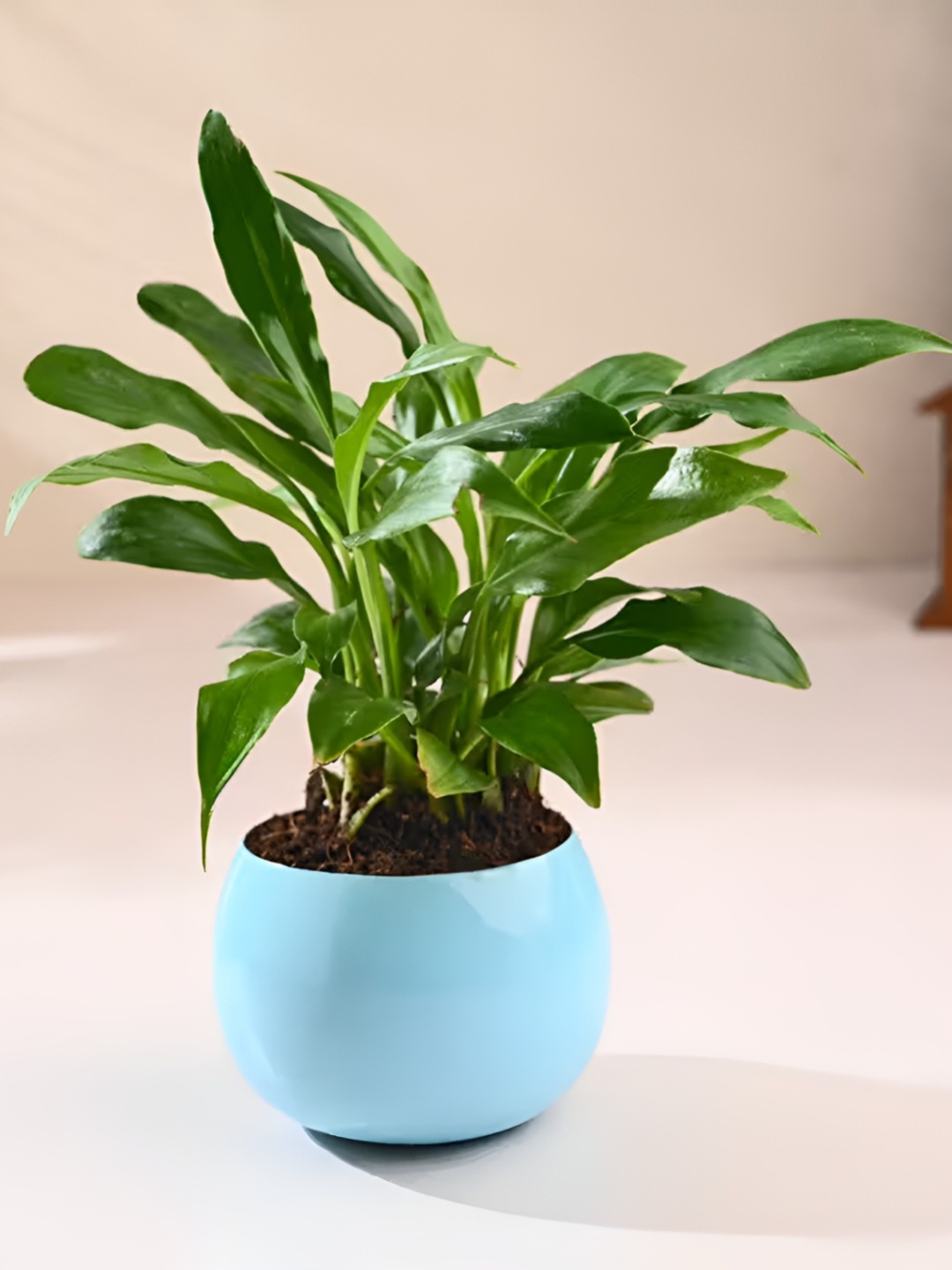 

Floweraura Blue & Green Indoor Peace Lily Live Plant With Pot