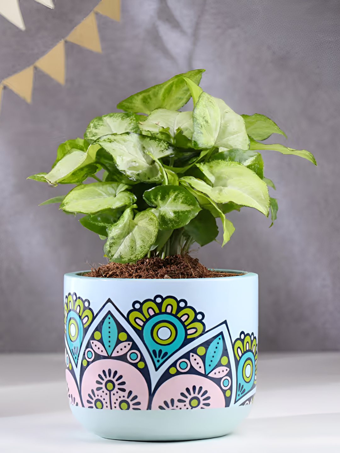 

Floweraura Green & Blue Indoor Syngonium Live Plant With Terracotta Pot