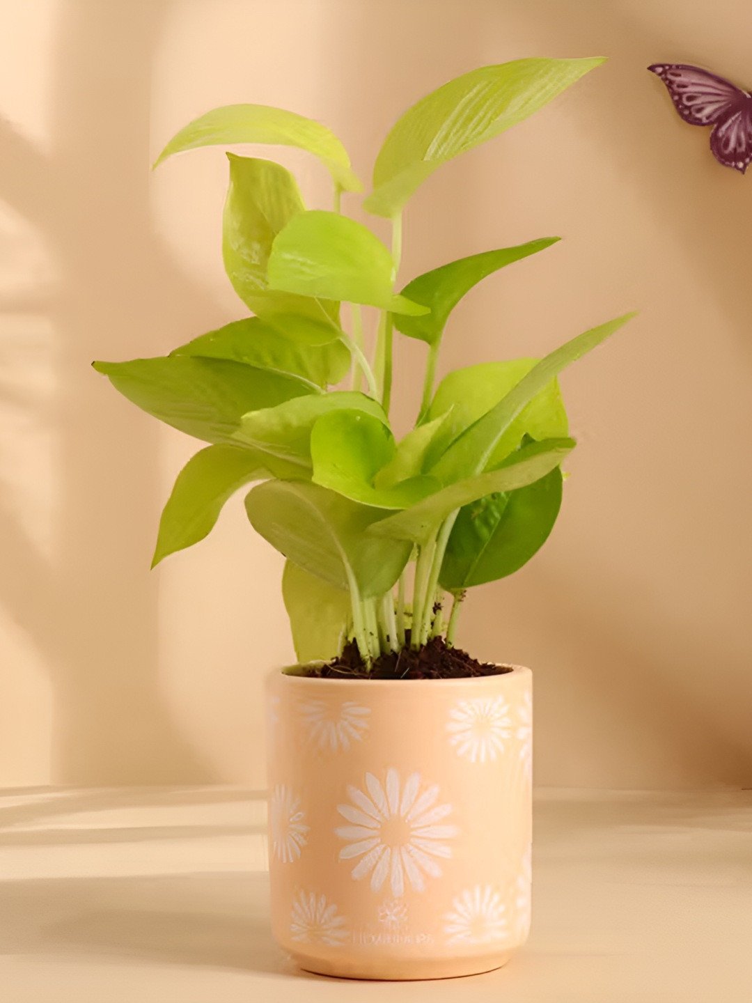 

Floweraura Green & Peach Indoor Money Live Plant With Terracotta Pot