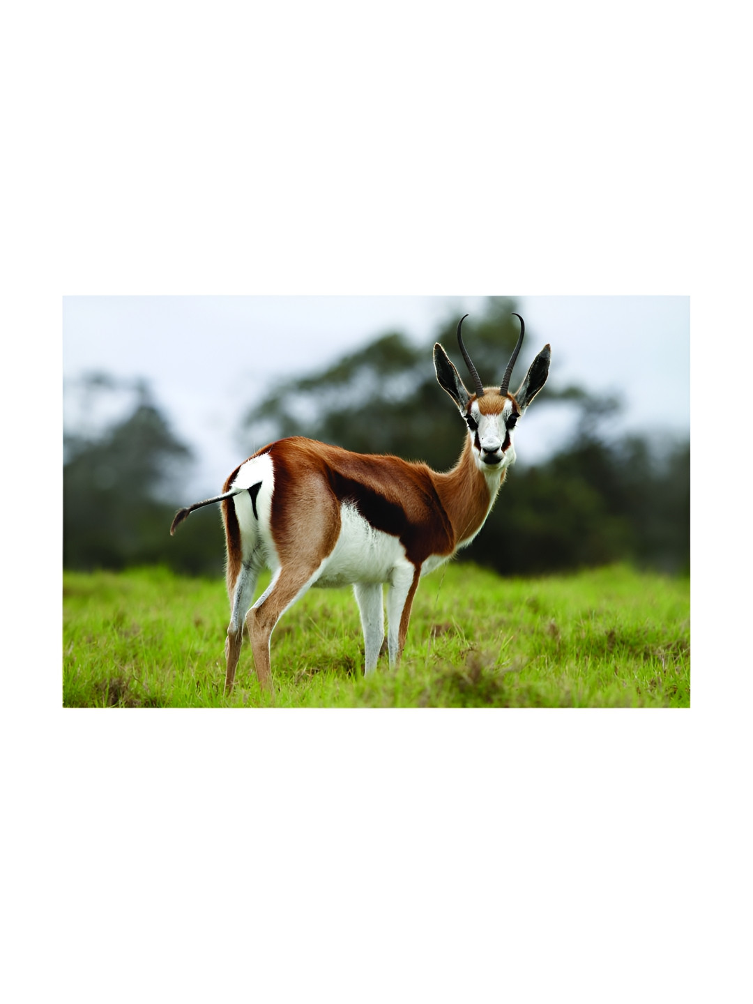 

Inephos Brown And Green Birds and Animals Printed Wall Art
