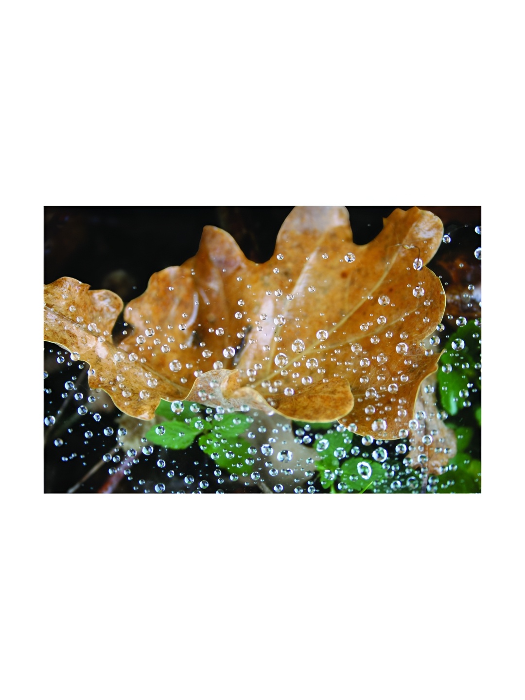 

Inephos Brown And Green Floral and Botanical Printed Wall Art