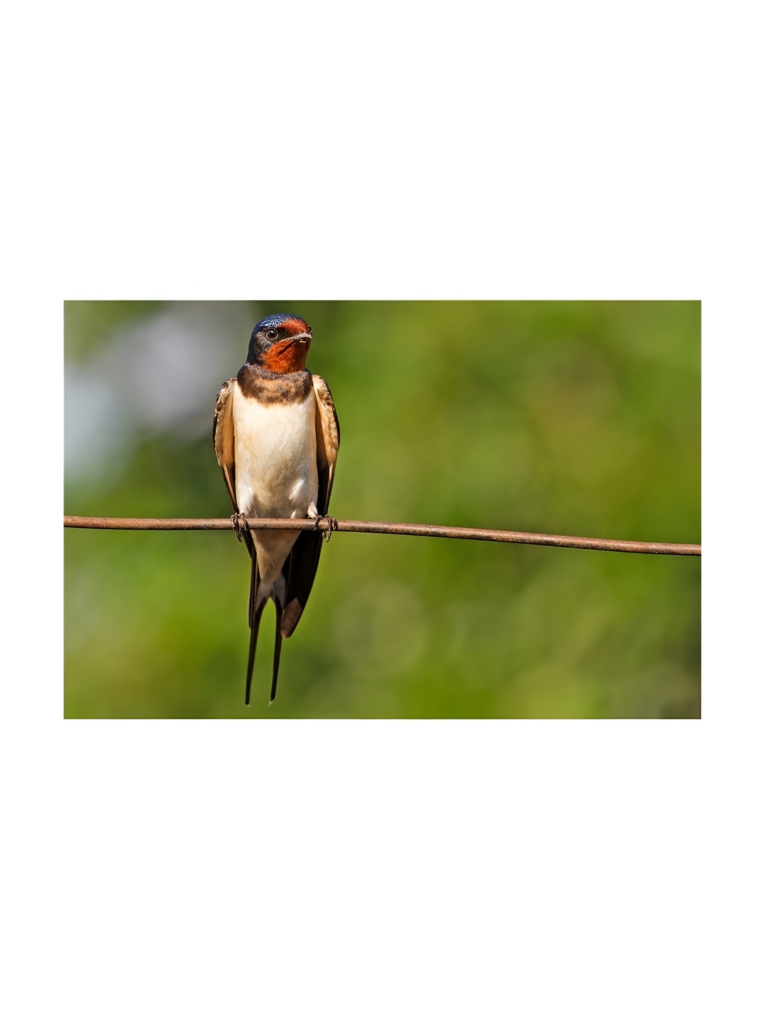

Inephos Green & Brown Birds and Animals Printed Canvas Wall Art