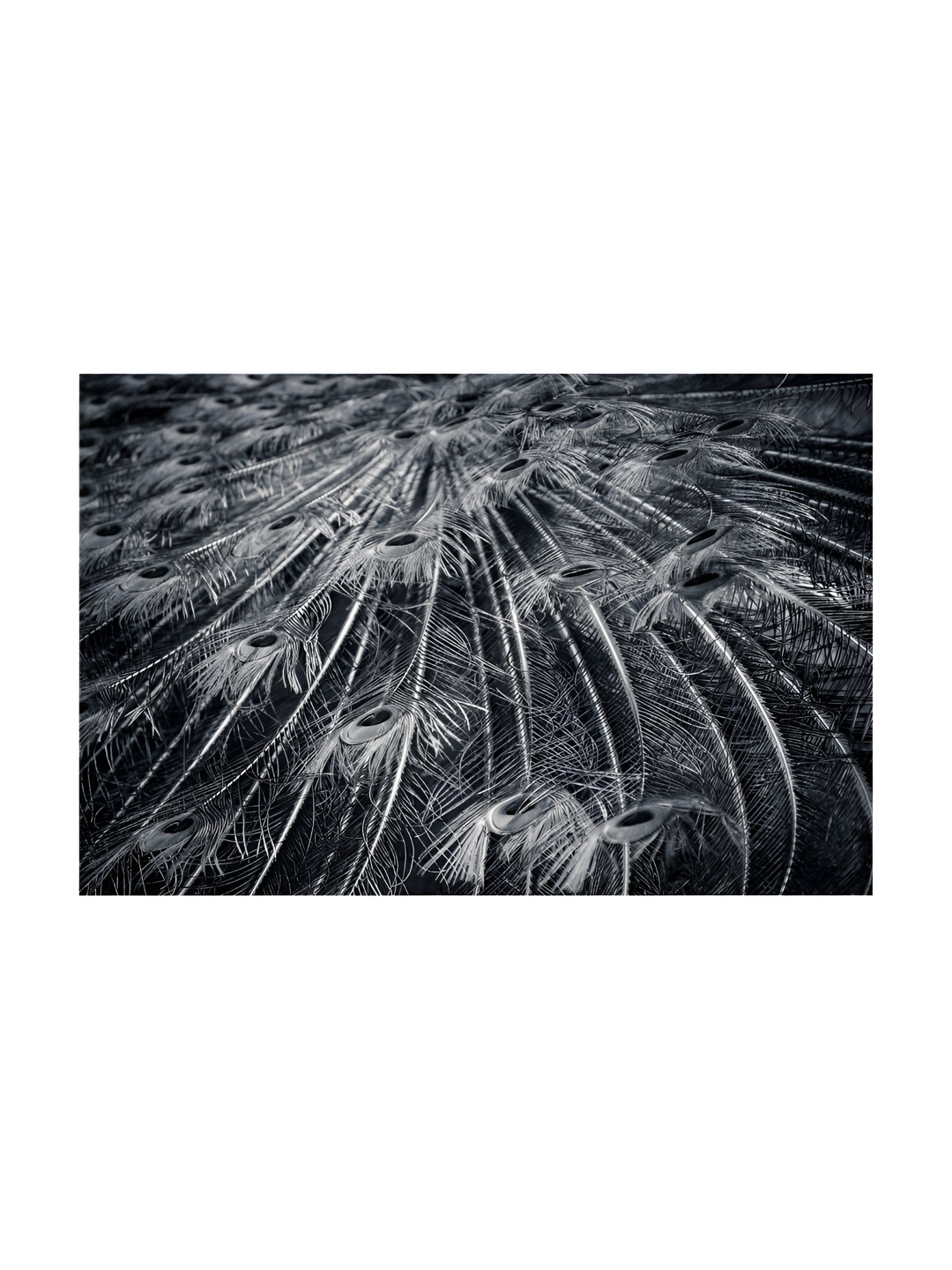 

Inephos Black And White Birds And Animals Printed Canvas Wall Art