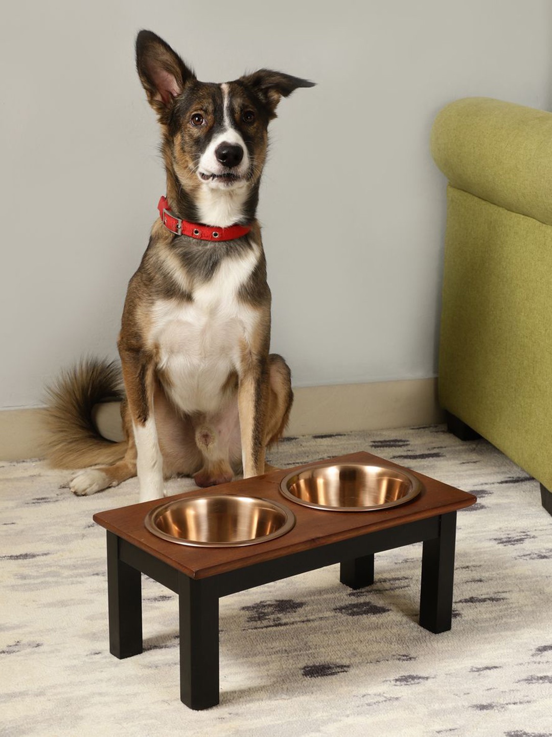 

NILAAY Jeffery Dog Food Pet Bowls, Bronze