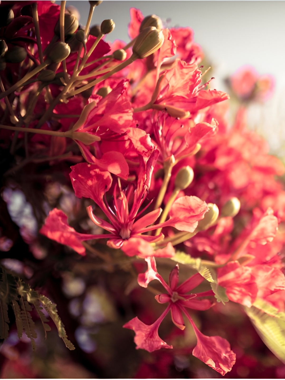 

Inephos Red And Green Floral And Botanical Wall Art