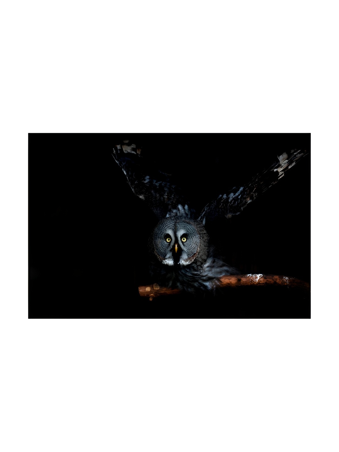 

Inephos Black And Yellow 1 Piece Birds and Animals Printed Canvas Wall Art