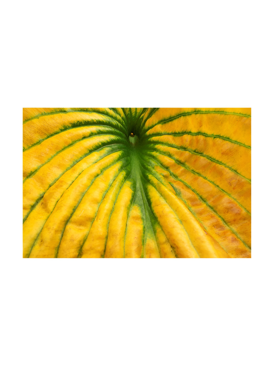 

Inephos Yellow & Green 1 Piece Printed Canvas Wall Art