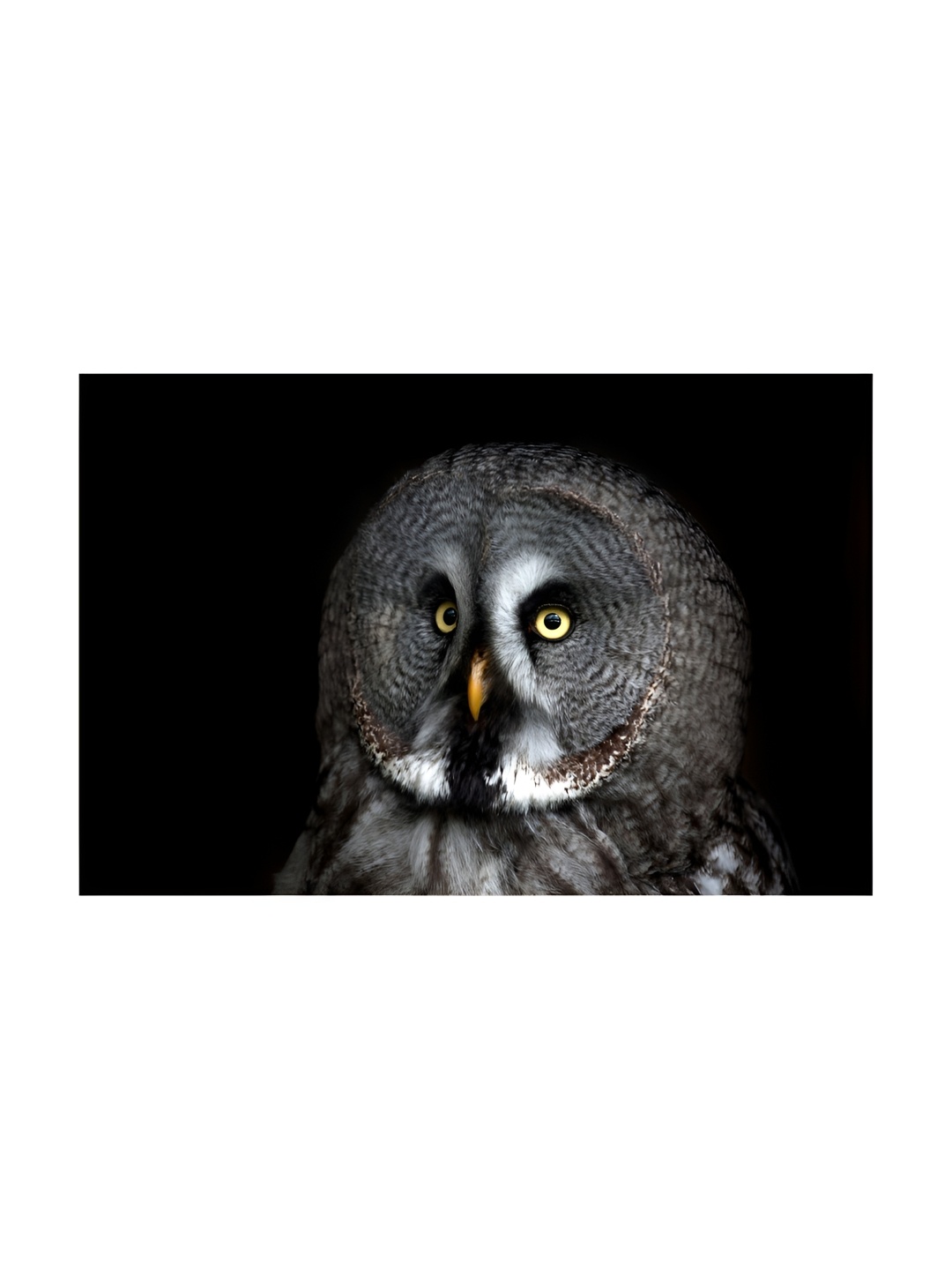

Inephos Black And White Birds and Animals Wall Art