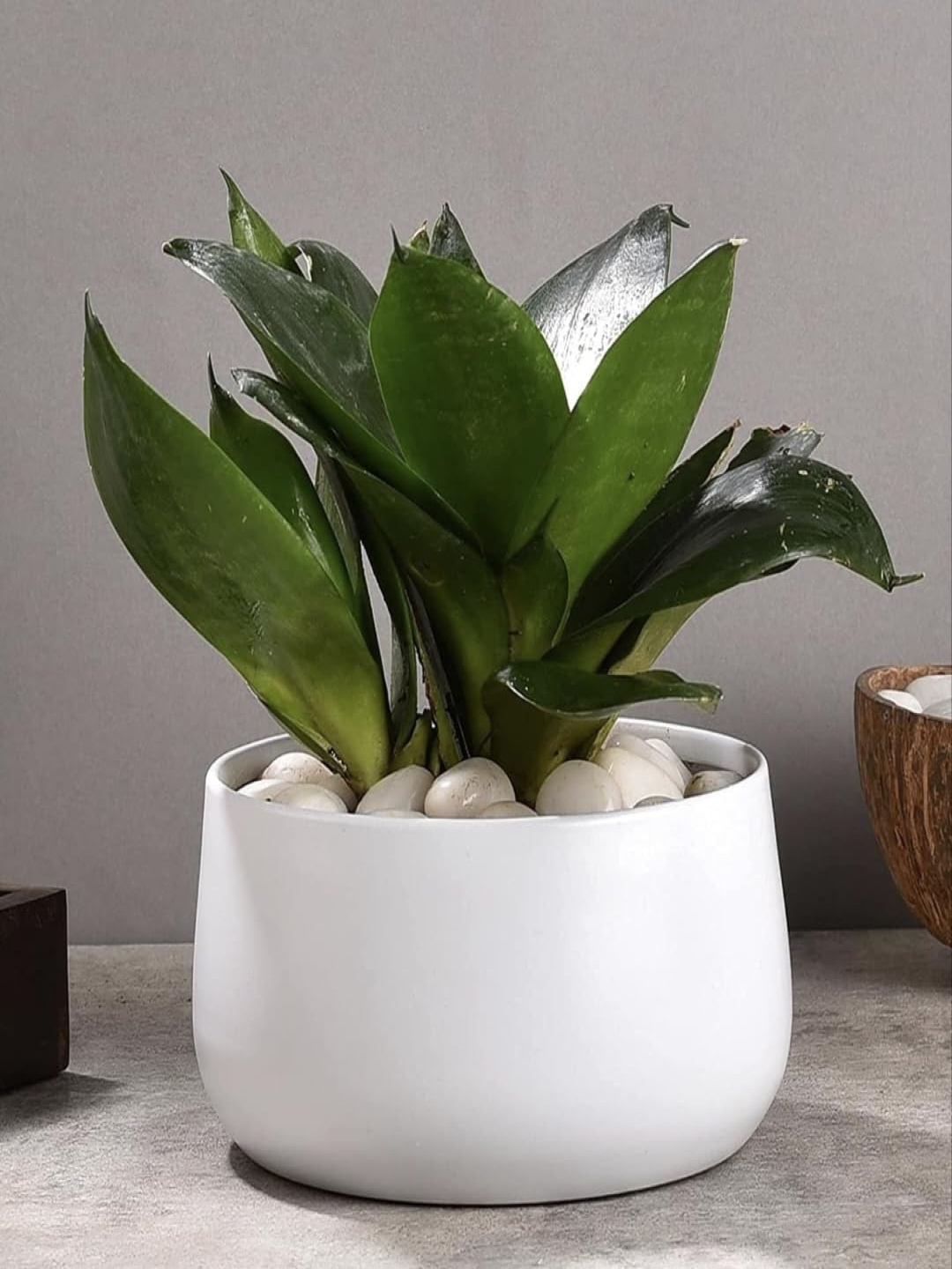 

CK HOMEZ White Round Shaped Metal Planter