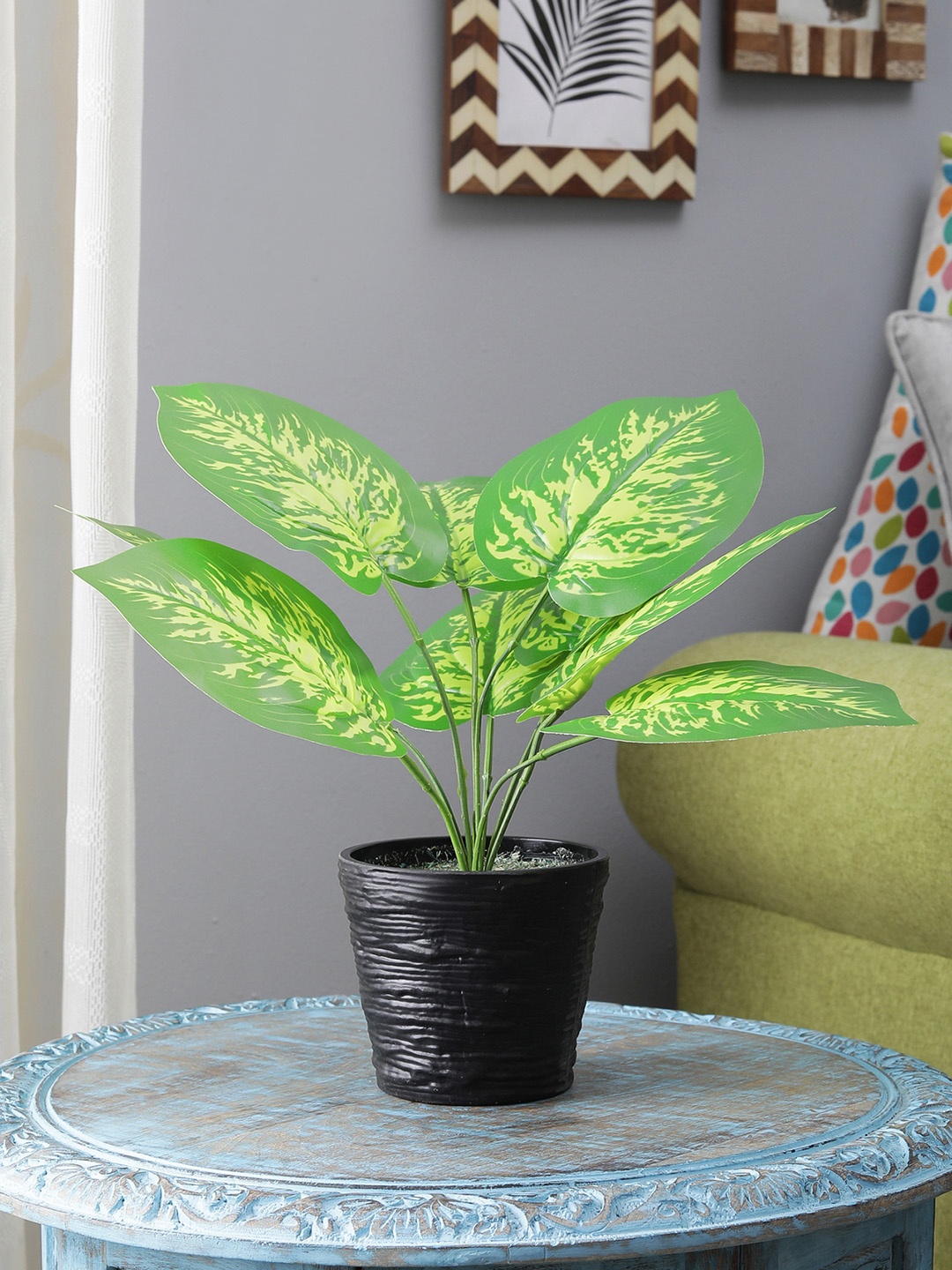 

FOLIYAJ Green & Yellow Money Plant With Black Pot