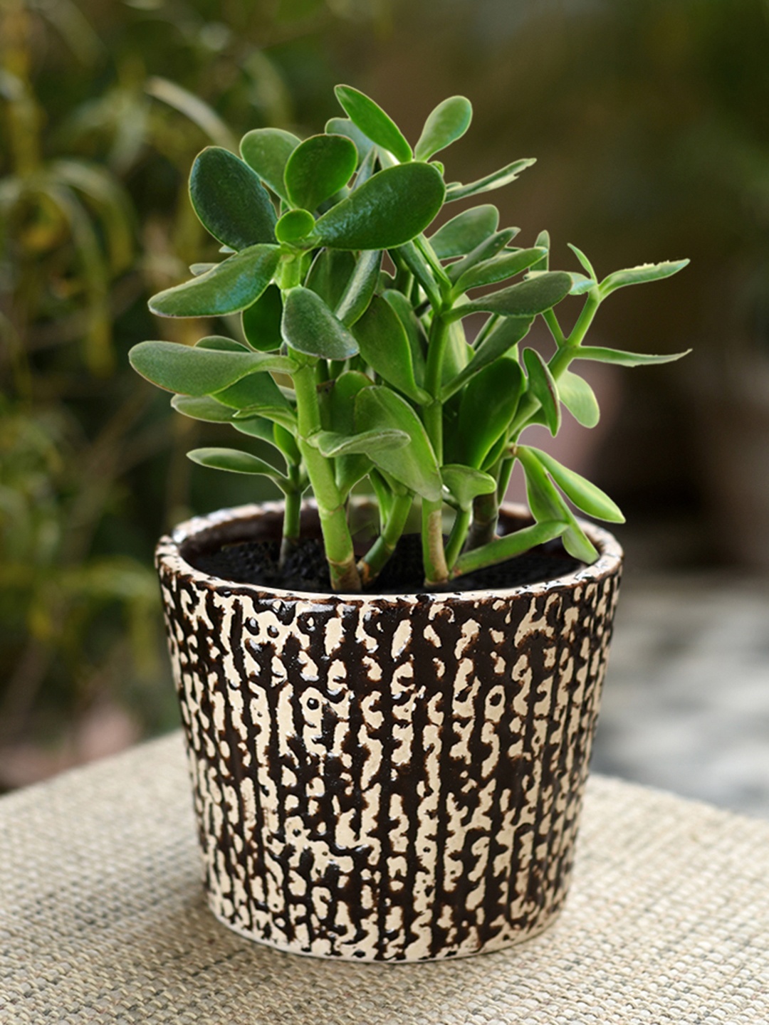 

Unravel India Brown Ceramic Table Top Planter