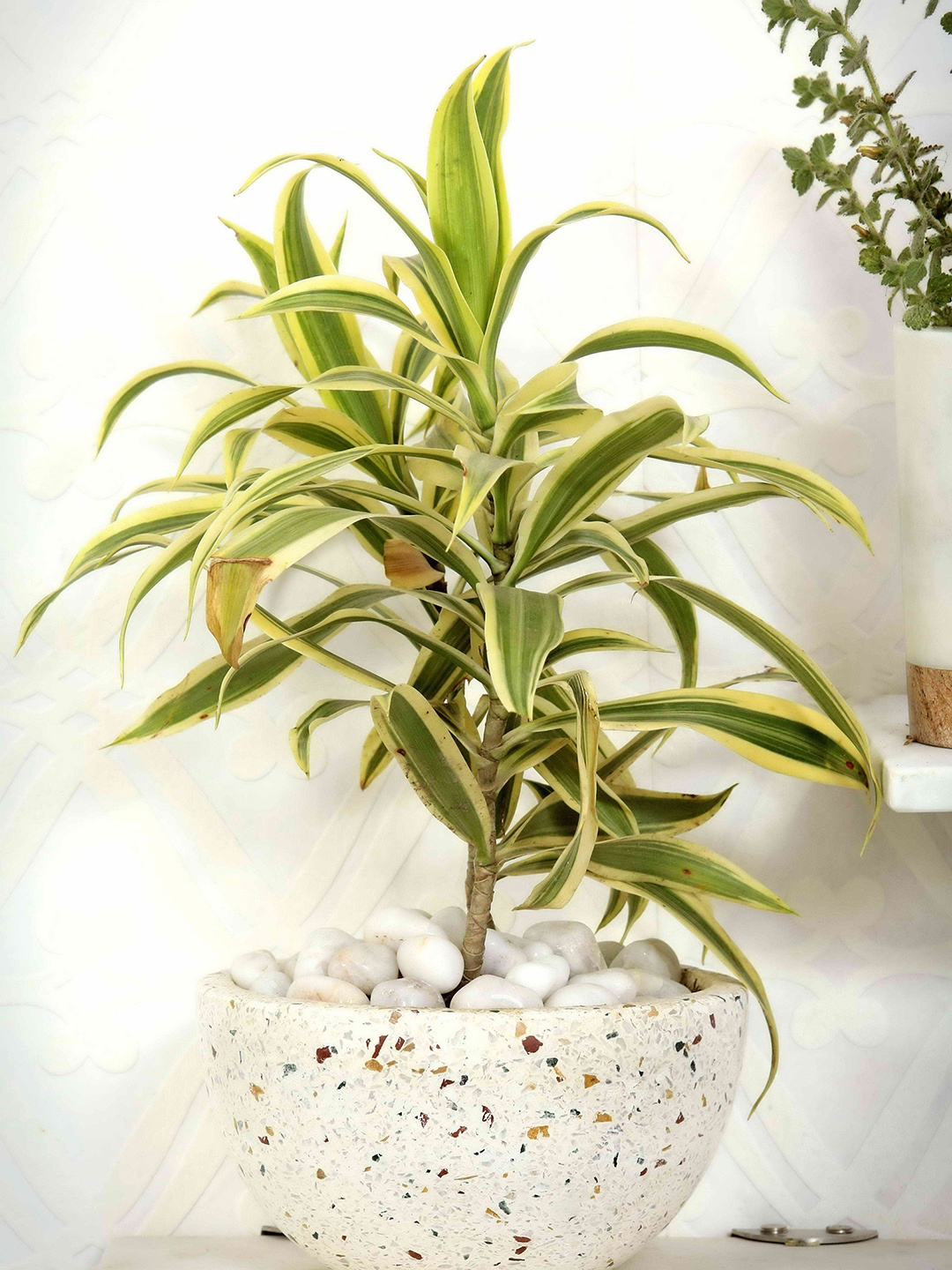 

POSH-N-PLUSH Off-White Textured Terrazzo Planter, Multi