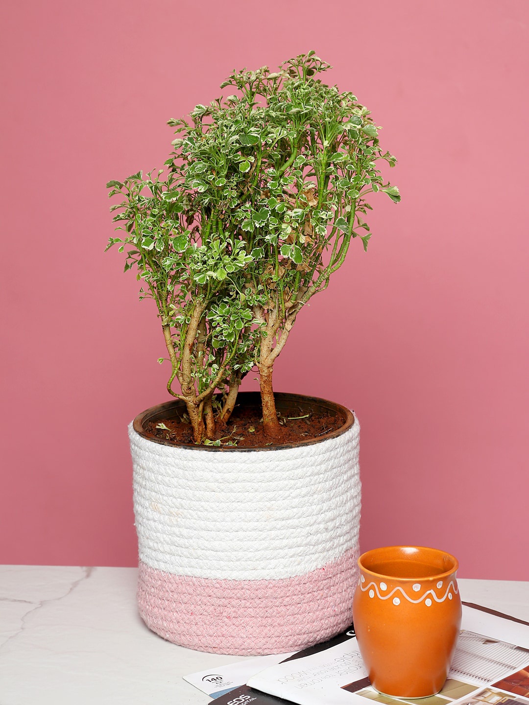 

HABERE INDIA White & Pink Colourblocked Planter