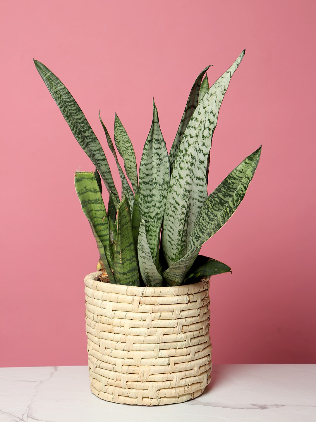 

HABERE INDIA Beige Handwoven Palm Leaf Sustainable Planter