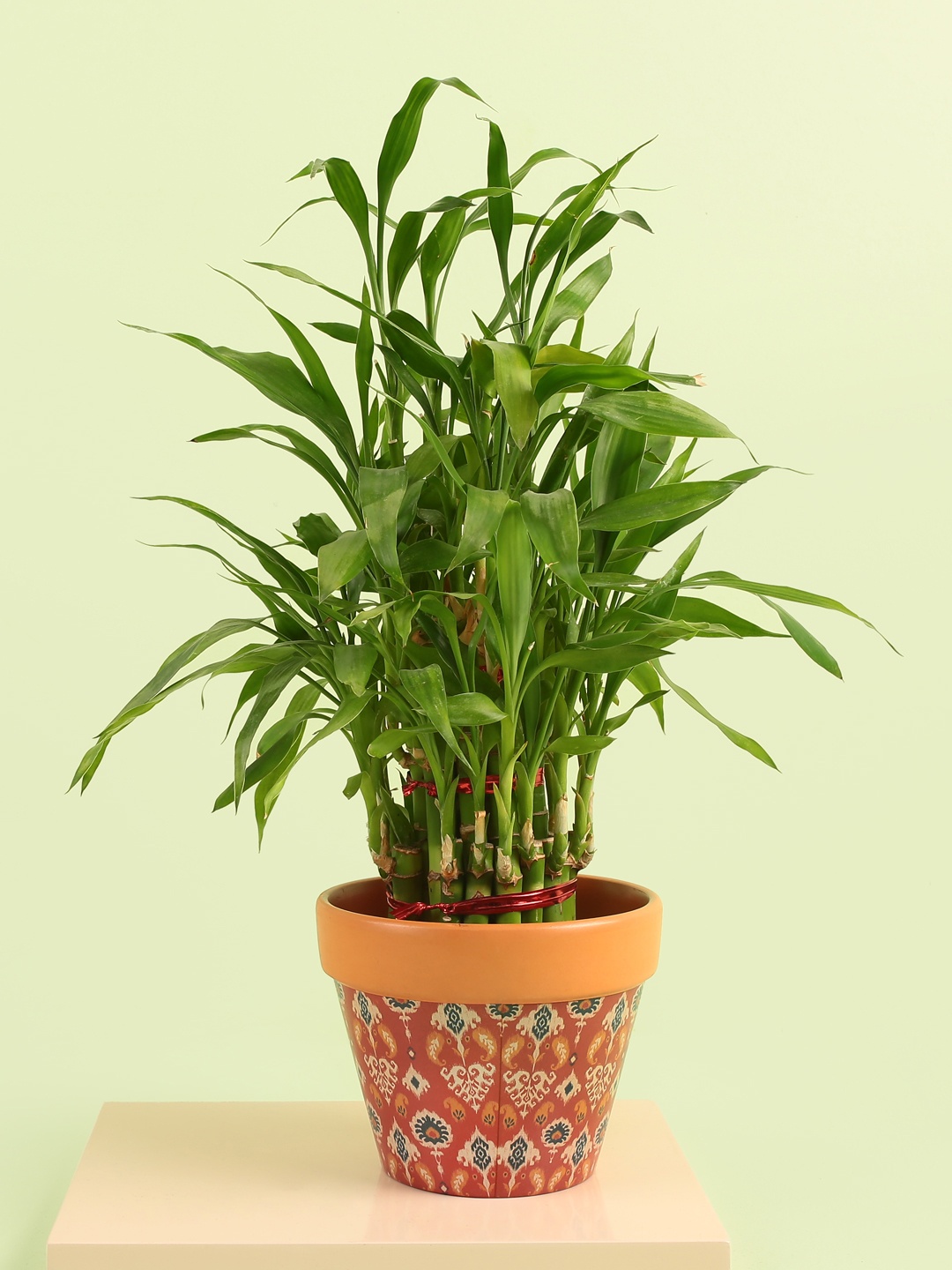 

Chumbak Red & Brown Tribal Dawns Printed Ceramic Planter