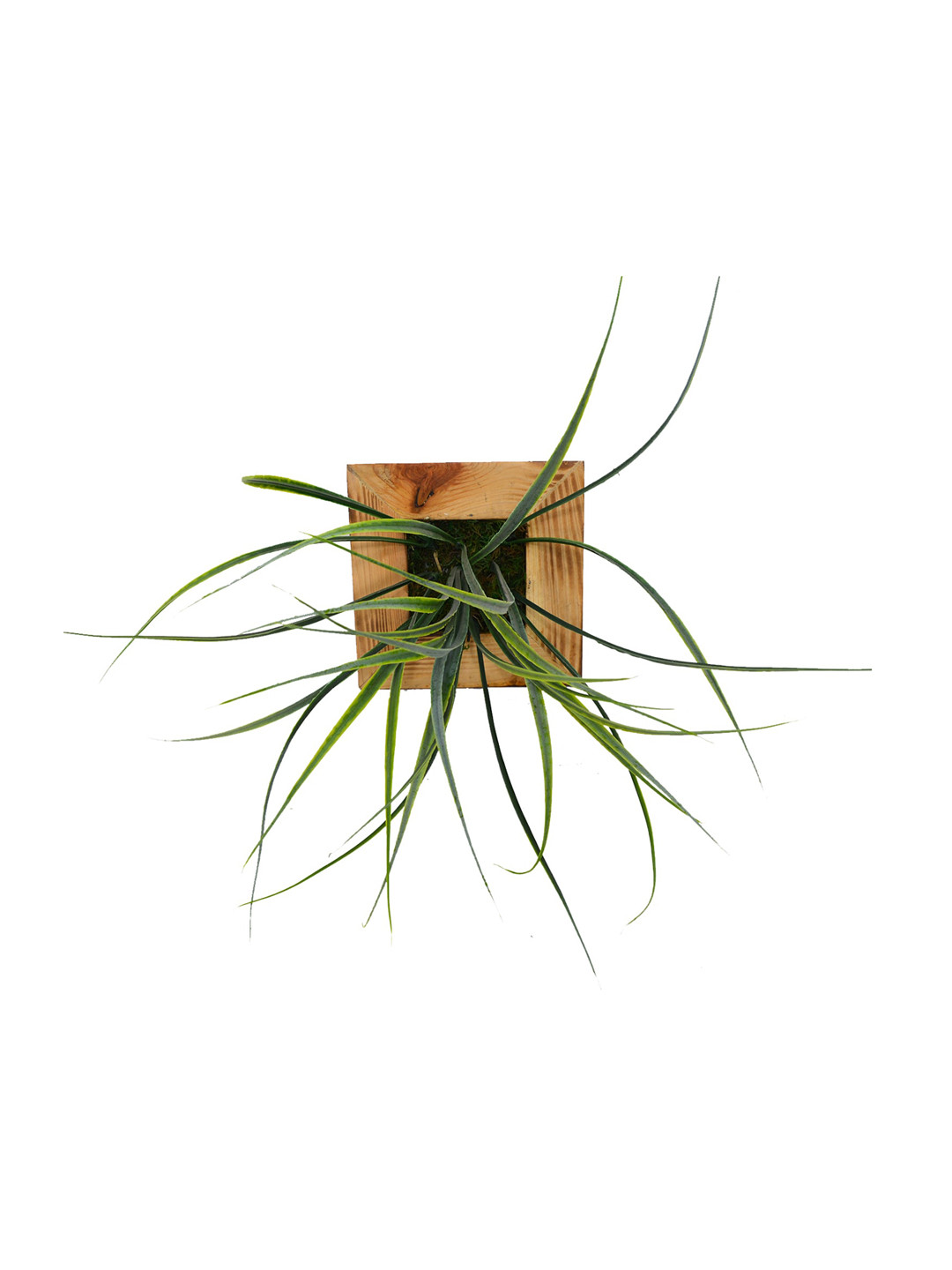 

fancy mart Green & Brown Artificial Lemon Grass Plant Wall Hanging Panel