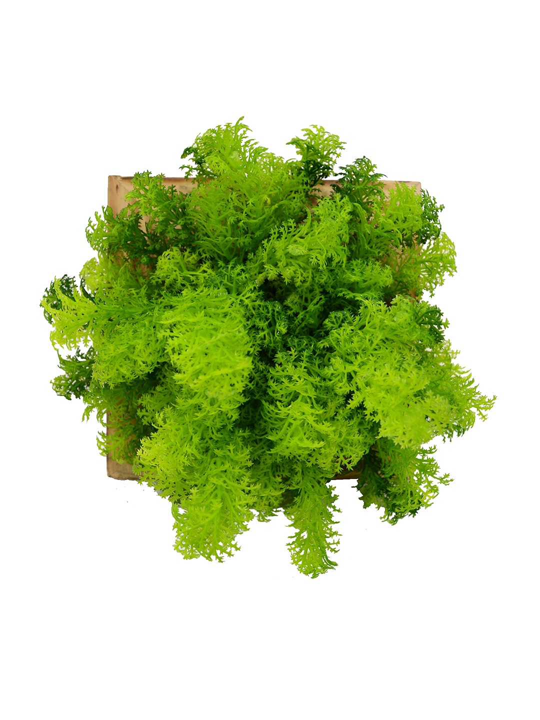 

fancy mart Yellow & Green Artificial Coriander Plant With Wall Hanging Panel