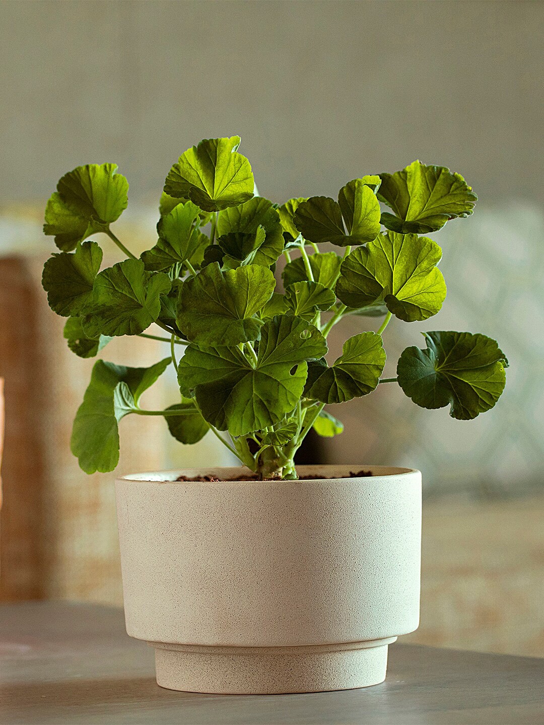 

ellementry Cream-Coloured Solid Ort Ceramic Planter