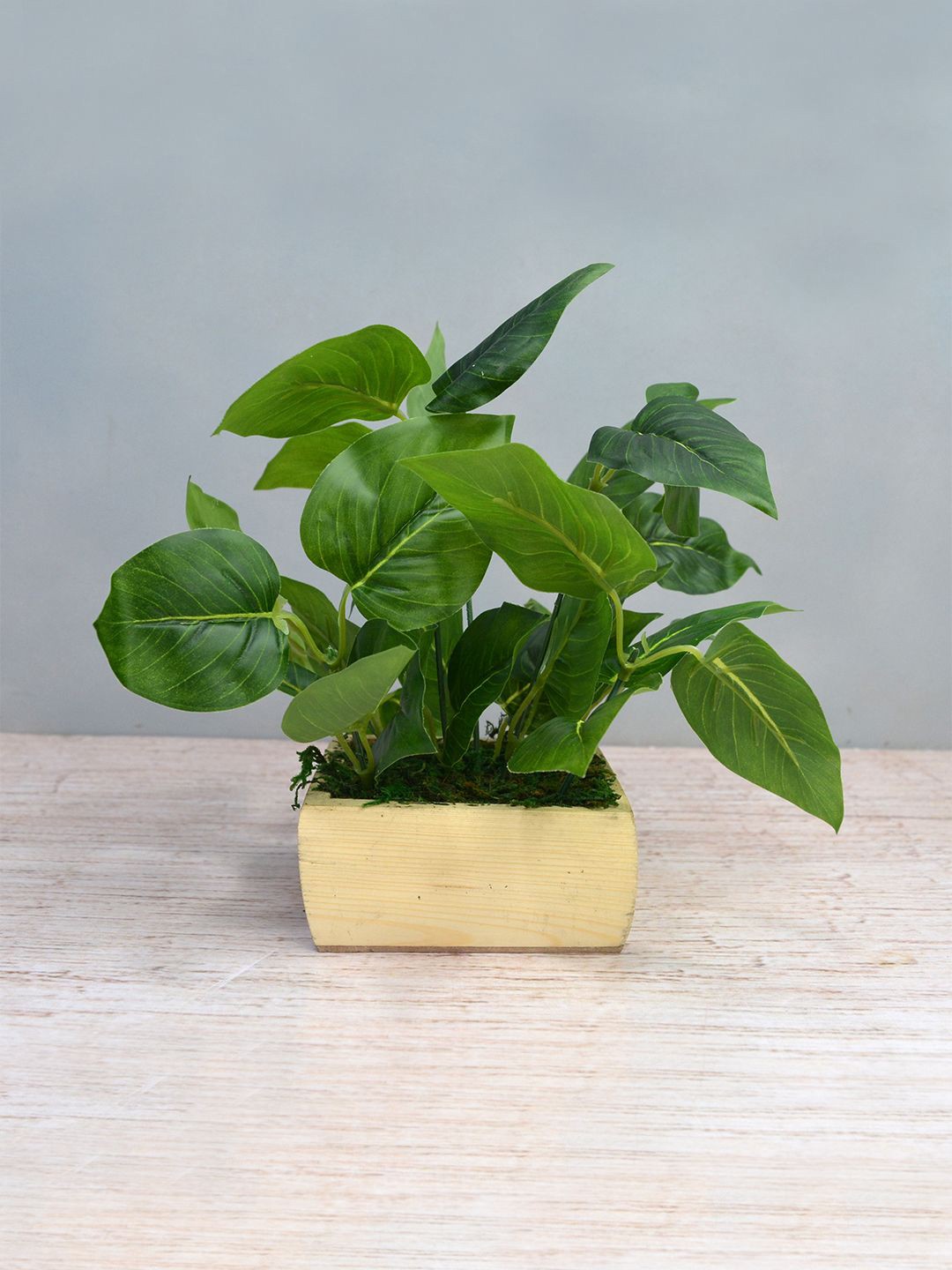 

fancy mart Green & Beige Artificial Plant Leaves In Square Wood Pot