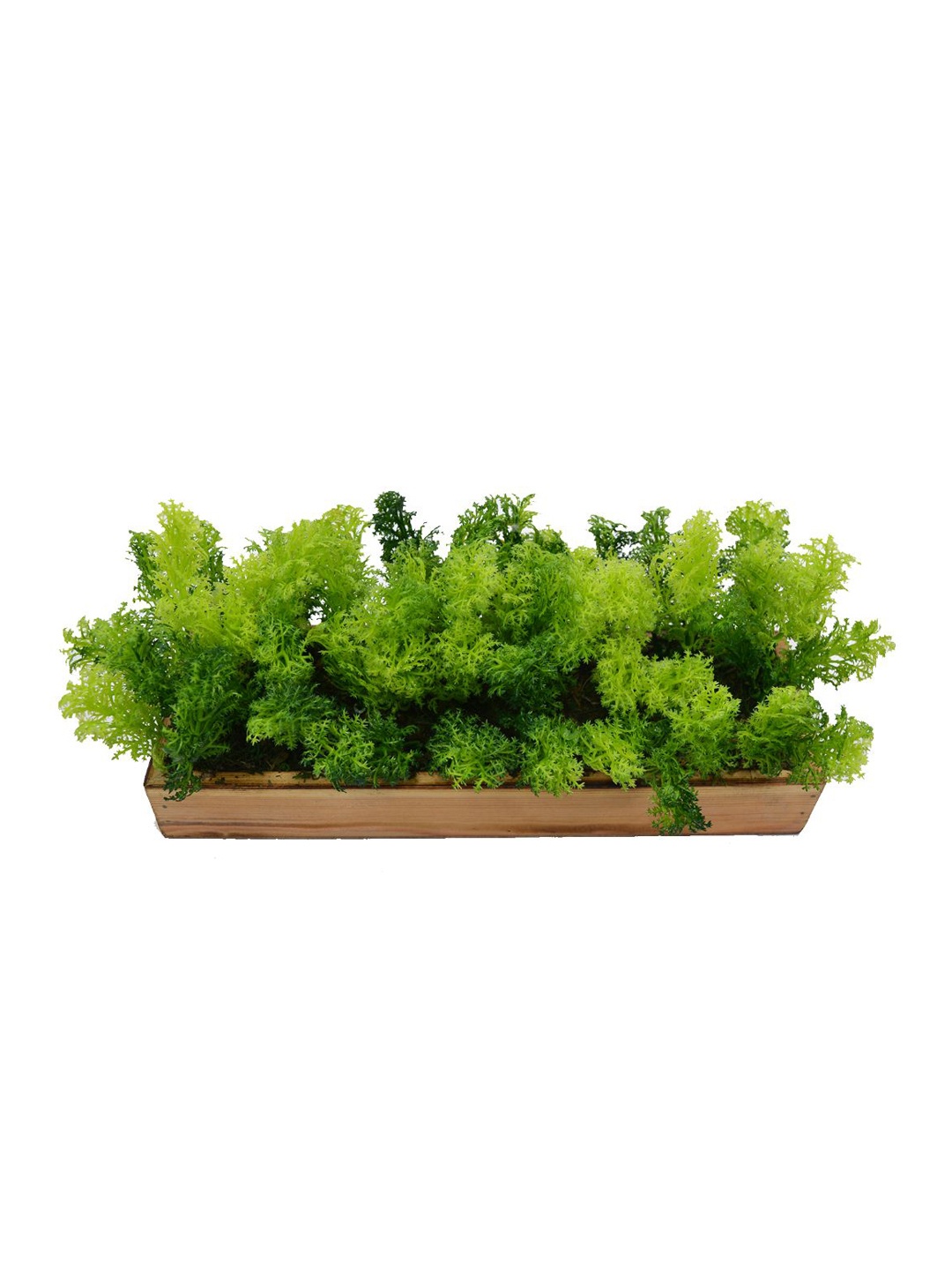 

fancy mart Green Artificial Corriender Plant Bunch In Wood Planter
