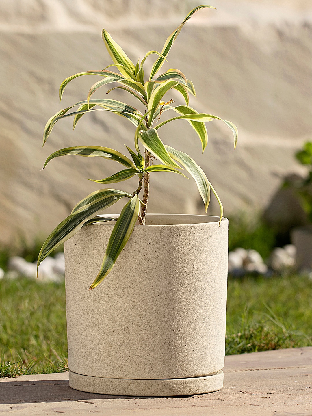 

ellementry Cream-Coloured Solid Ceramic Planter