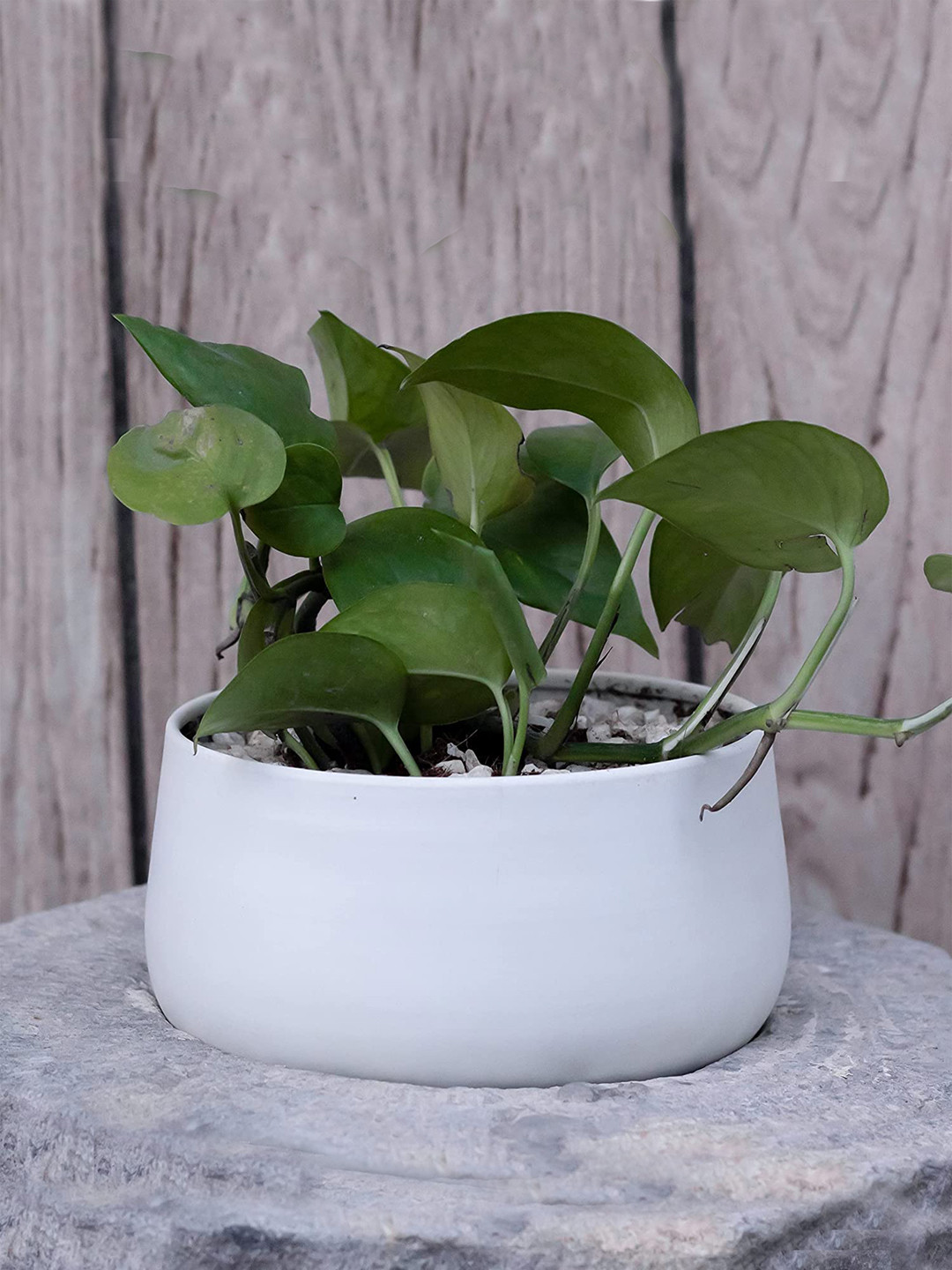 

FOLIYAJ White Solid Matt Finish Bowl-Shaped Planter