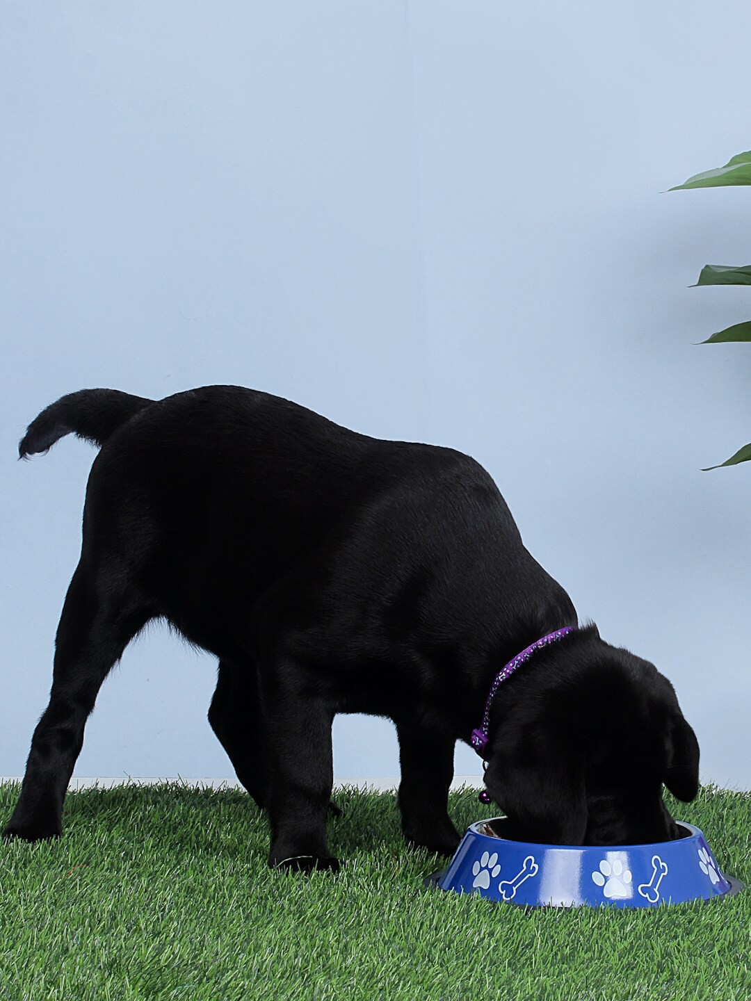 

WIGGLE TWIDDLE Blue Printed Stainless Steel Pet Bowl