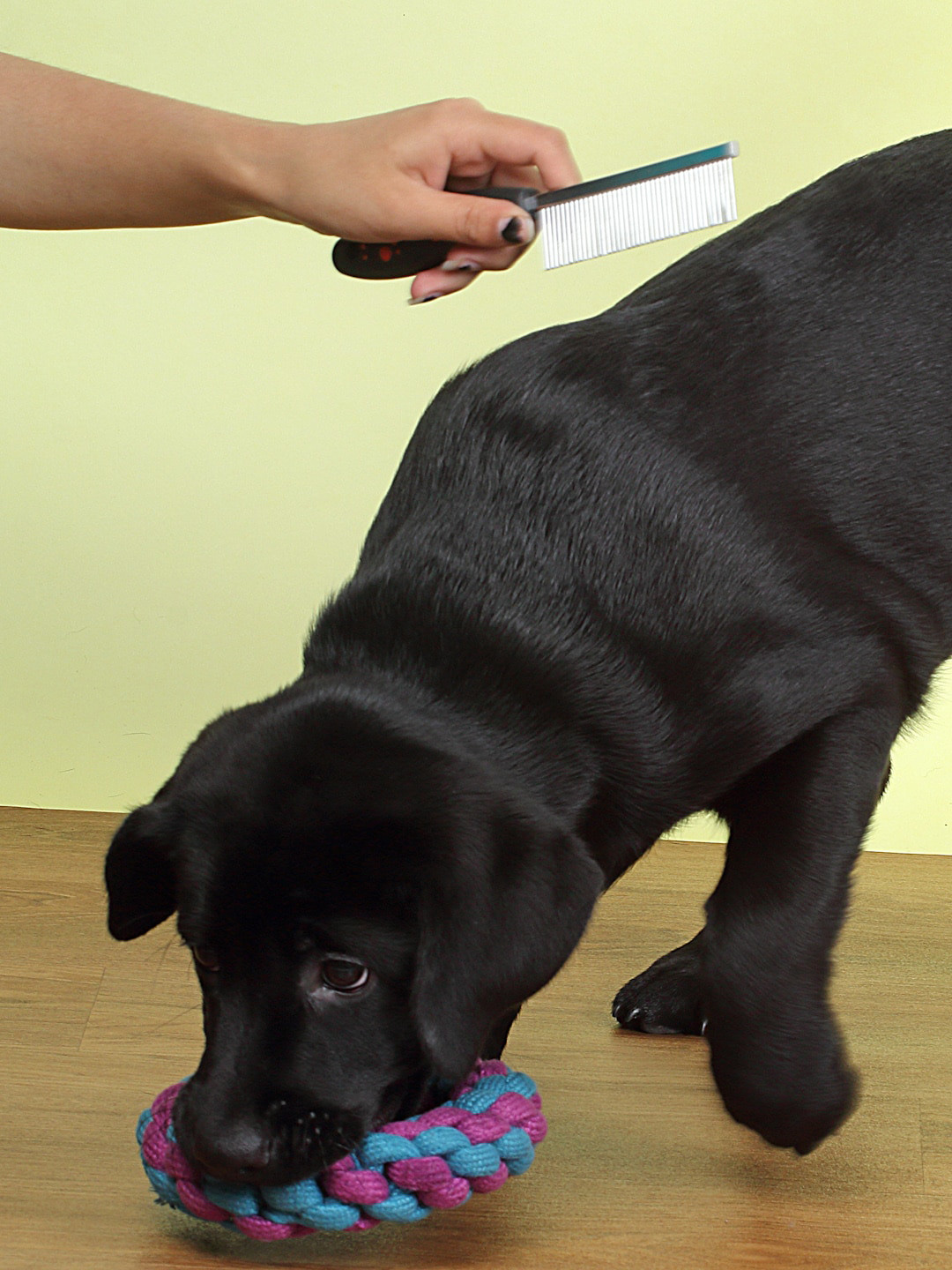 

WIGGLE TWIDDLE Black & Silver-Toned Dog Pin Brush
