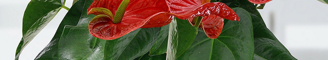 Buy Rolling Nature Red Anthurium  Plant In Orange  Pastic 