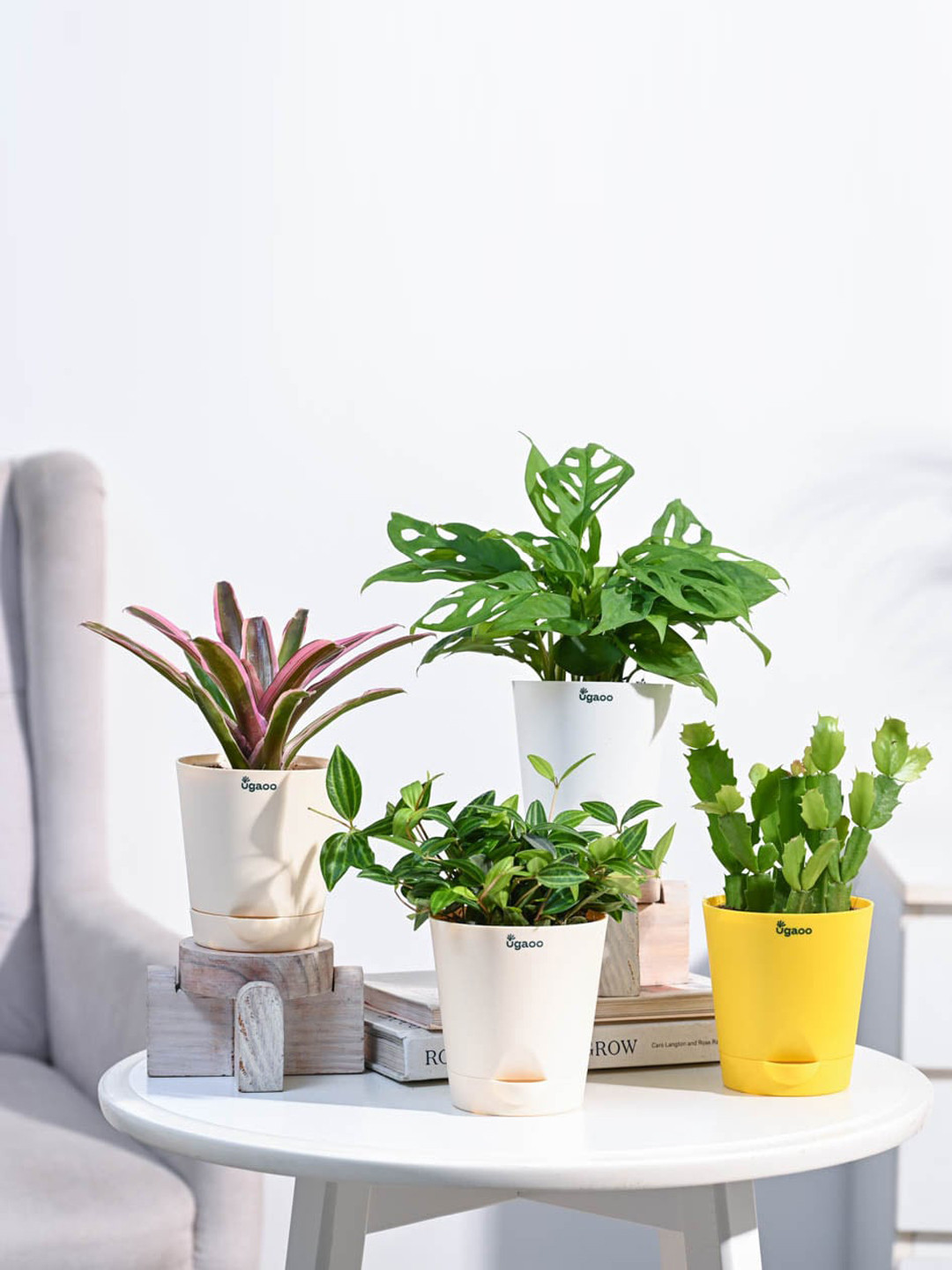 Buy UGAOO Green 4 Pieces Indoor Live Plants With Pot - Live Plants for ...