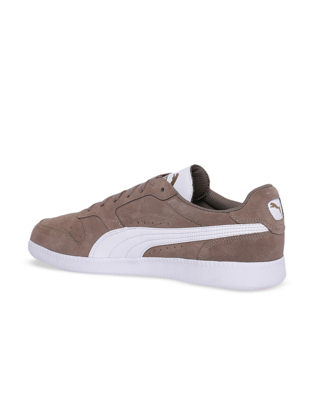 fossil puma
