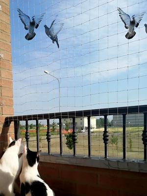 Kuber Industries White Child Protection Bird Net