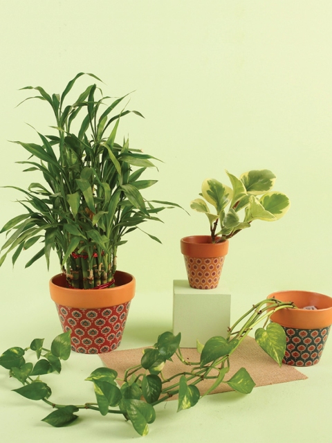 

Chumbak Tribal Paths Set of 3 Brown Printed Ceramic Pot Planters
