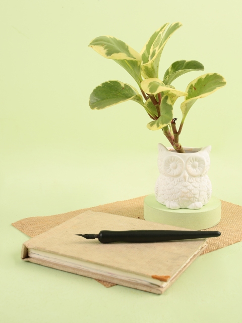 

Chumbak White Solid Wise Owl Planter