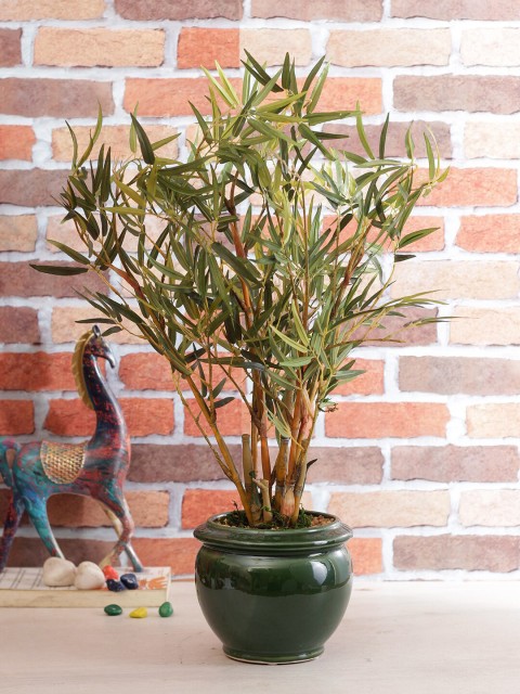 

TAYHAA Green & Brown Artificial Bamboo Bonsai Plant With Ceramic Pot