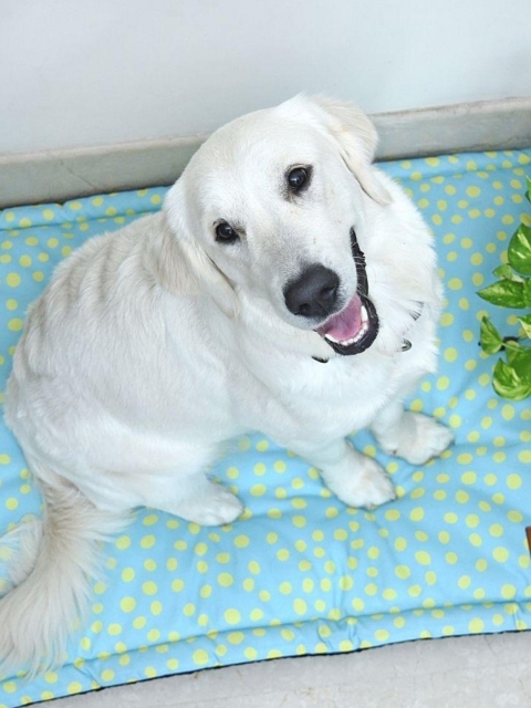 

Heads Up For Tails Blue & Green Dot Print Chew Resistant Dog Pet Mat