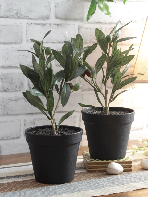 

NATURES HOME Set of 2 Sustainable Olives with Black Pots, Green