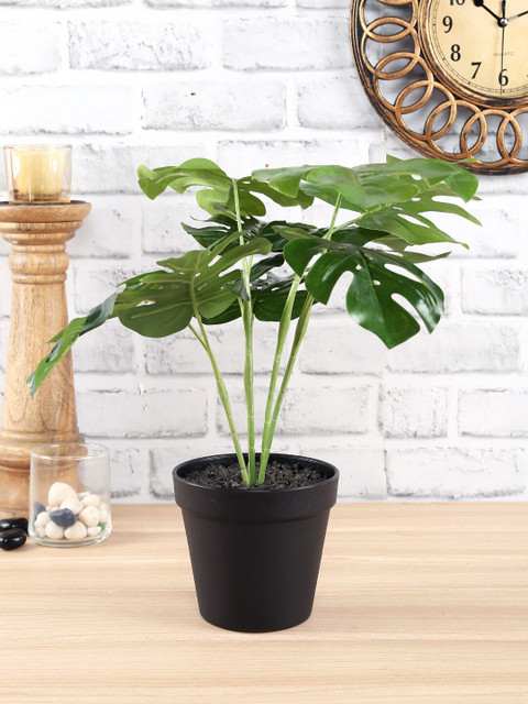 

NATURES HOME Green Small Monsteria with Black Pot