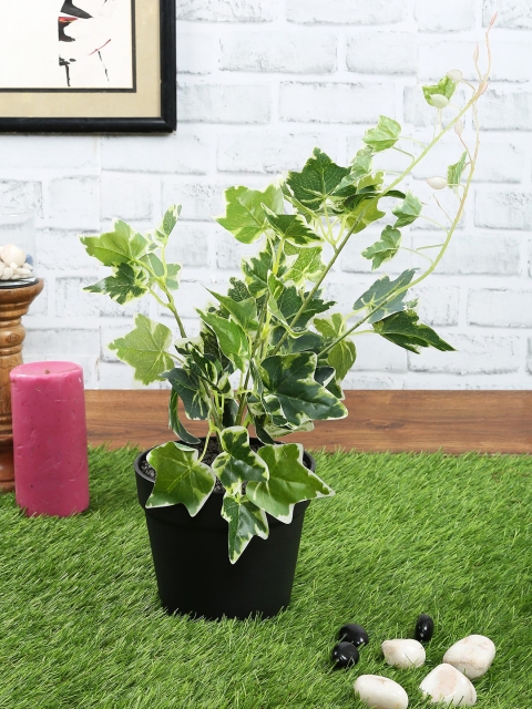 

NATURES HOME Green & Yellow Ivy Plant With Pot